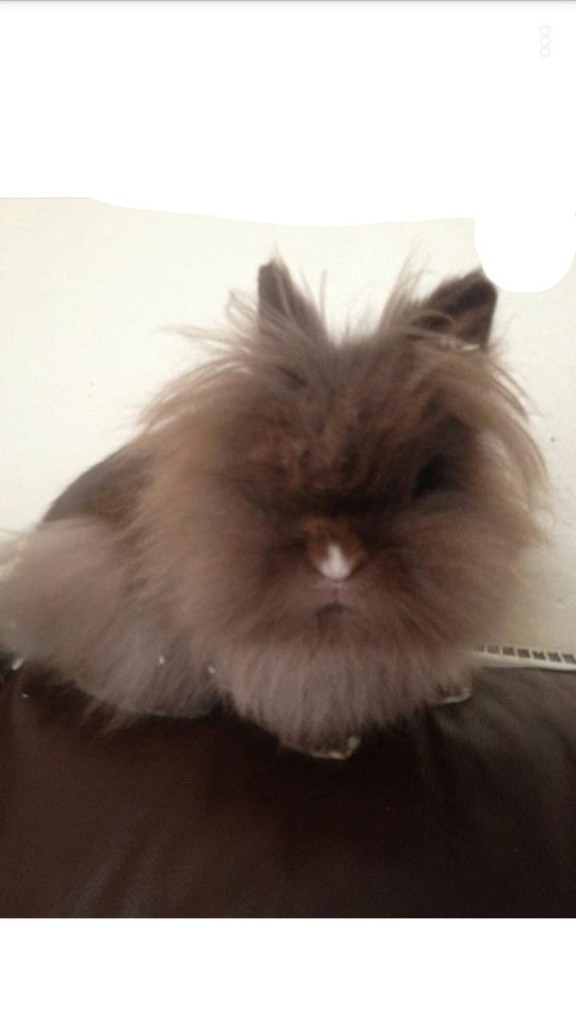Double Lion Haired Rabbit In Norwich Norfolk Gumtree