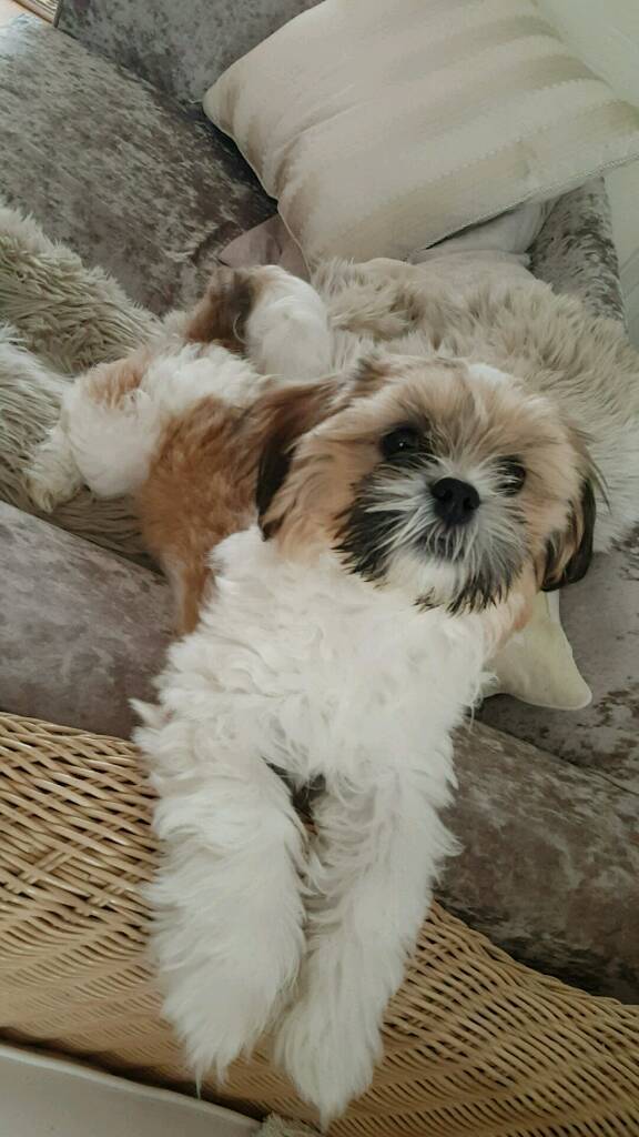 3 month old shih tzu - coco | in Dudley, West Midlands ...