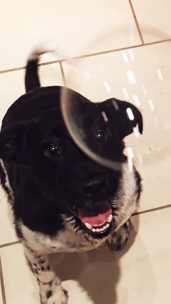 Dog for rehoming in Poole, Dorset Gumtree