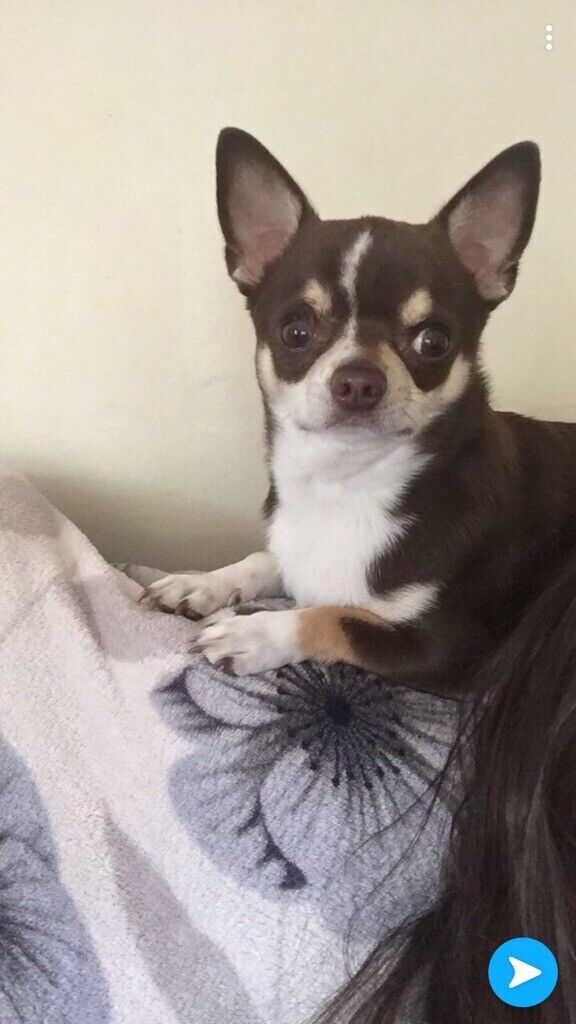 2 years old chihuahua for sale in Derby, Derbyshire