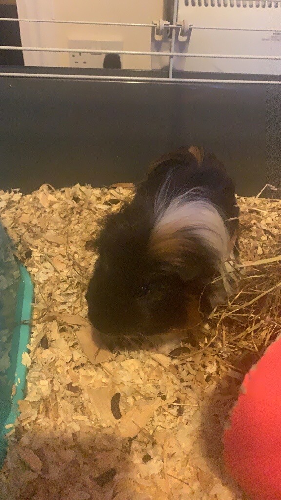 Guinea pig for sale in North Tawton, Devon Gumtree