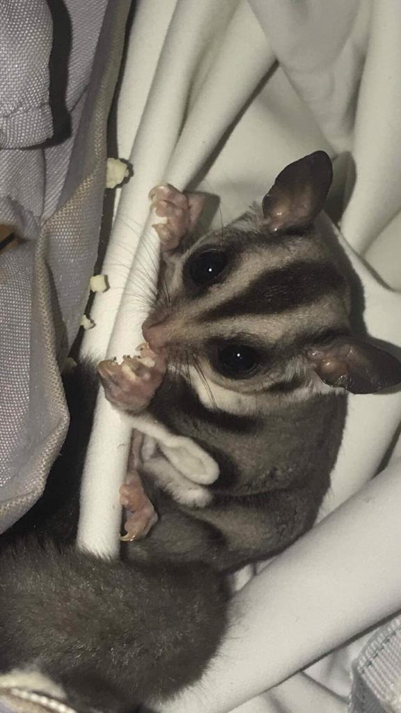 3 sugar gliders for sale with full set up | in Port Talbot, Neath Port