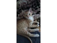 1 x Beautiful healthy kitten for sell Ginger & white & Brown,Cat,Kitten Litter Trained