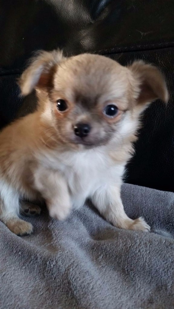 long haired chihuahua puppies for sale these are truly