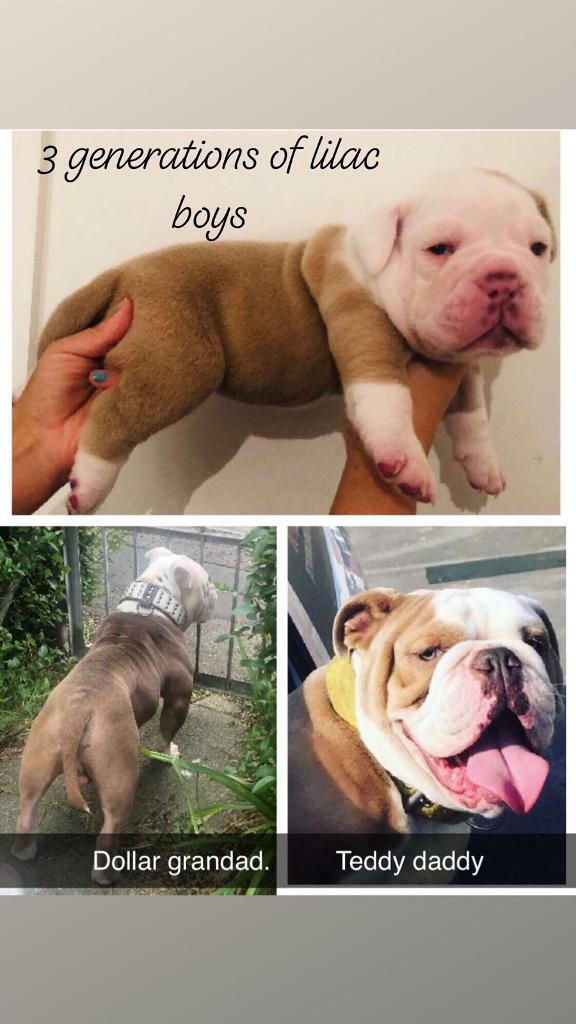 Old English bulldog lilac male in Stenhouse, Edinburgh Gumtree