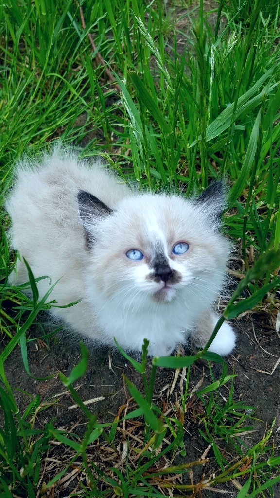 8 weeks old Ragdoll female kittens for sale in Great Barr, West
