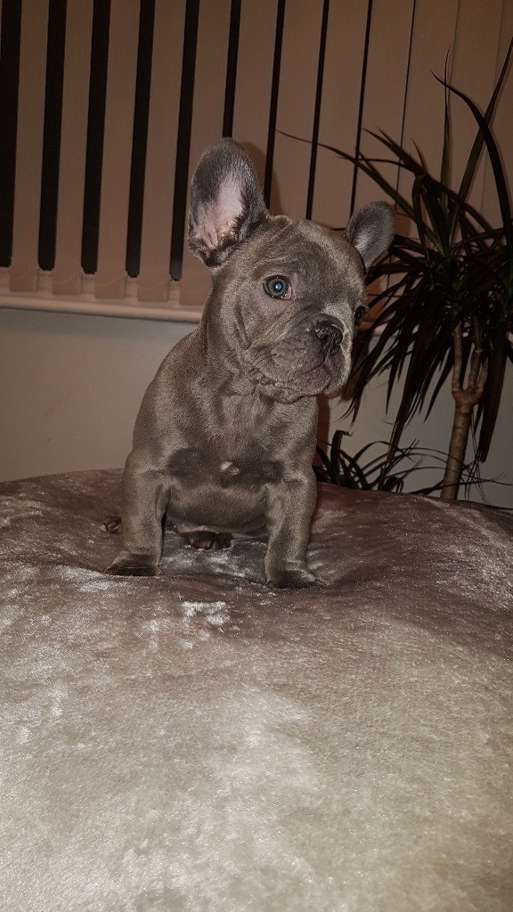 Amazing Testable Chocolate French Bulldog in the world Don t miss out 