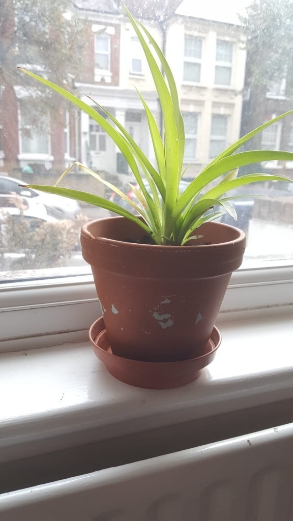 Spider Plant and Terracotta Pot in Aldgate, London Gumtree