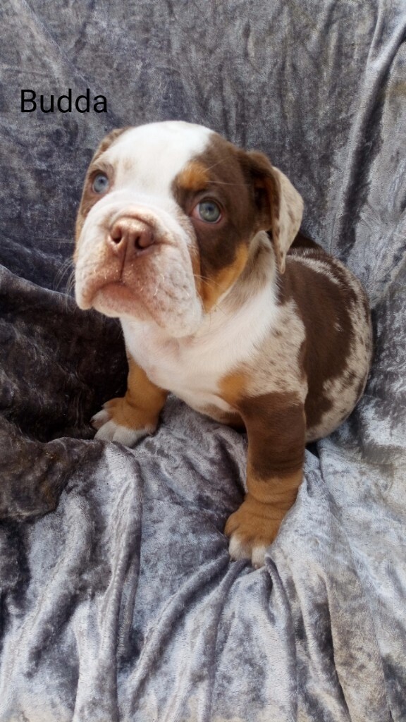 Olde tyme english bulldog in Canton, Cardiff Gumtree