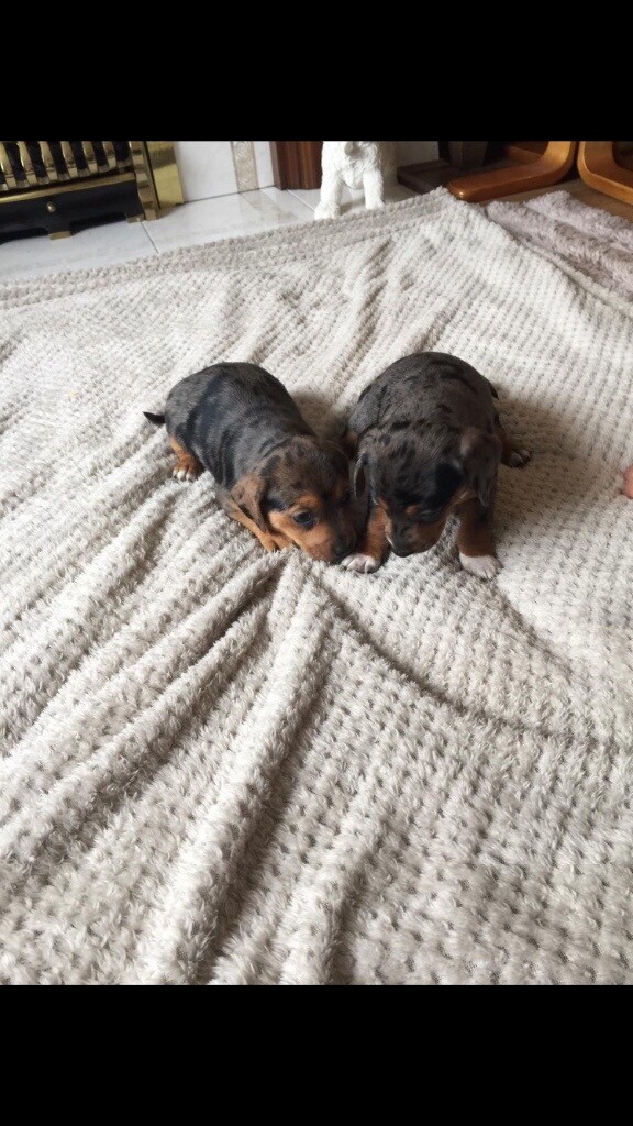 Jack Russell x miniature dachshund puppies for sale in Neath, Neath