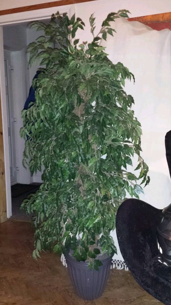 Benjamin artificial plant in Brighton, East Sussex Gumtree