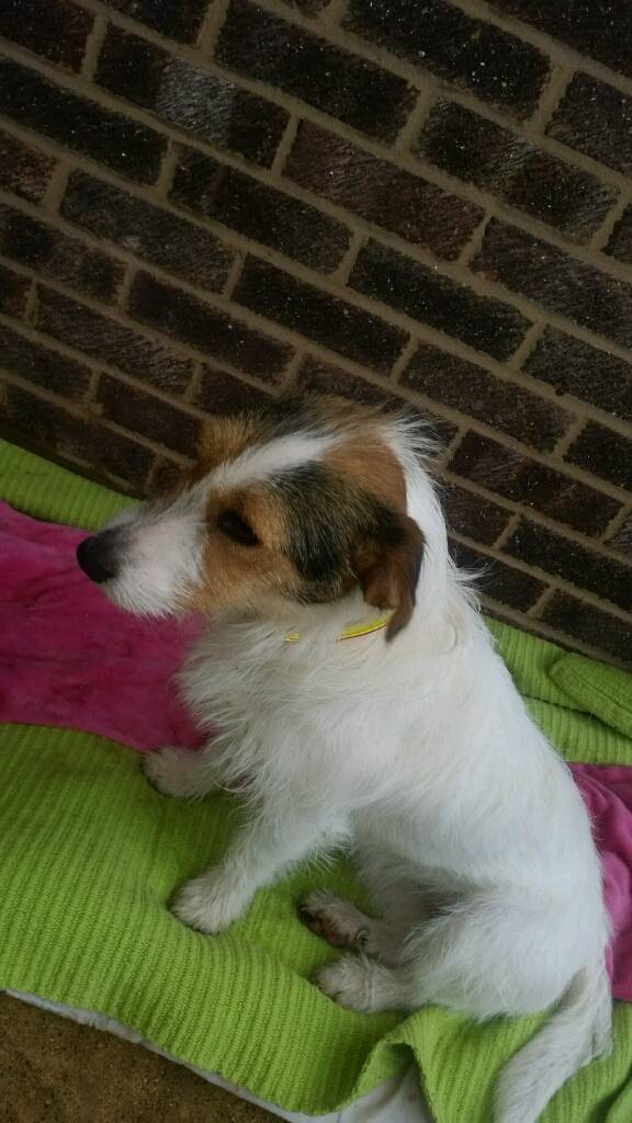 Jack Russell Female 2 years old in Biggleswade, Bedfordshire Gumtree