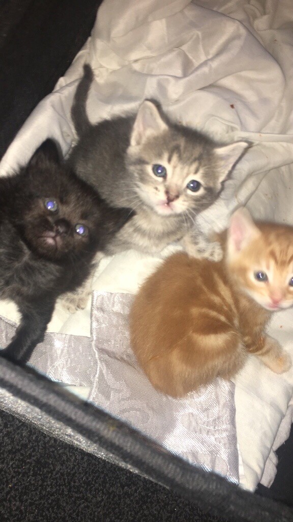 Kittens for sale in Wilmslow, Cheshire Gumtree