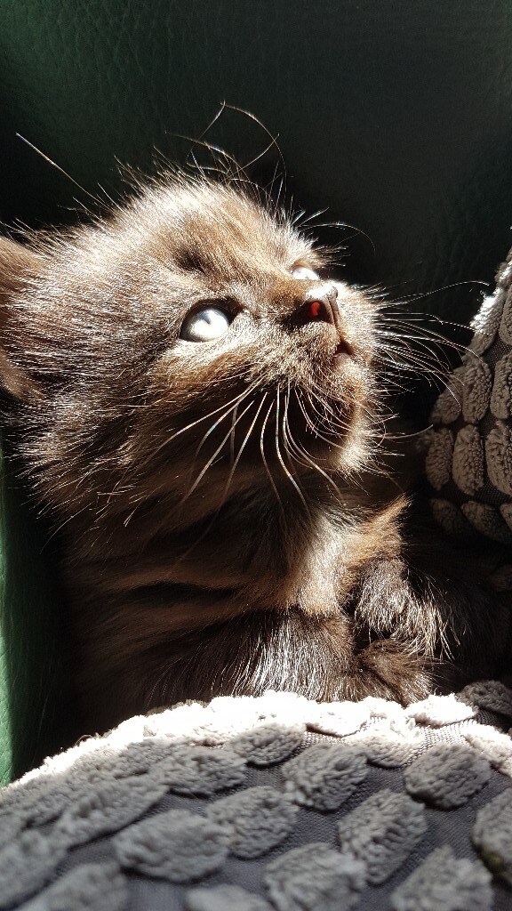 Kitten for sale | in Hexham, Northumberland | Gumtree
