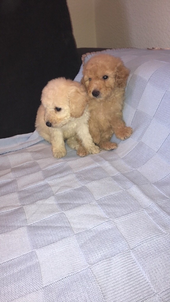Toy Poodle Puppies Full Pedigree in StocktononTees, County Durham