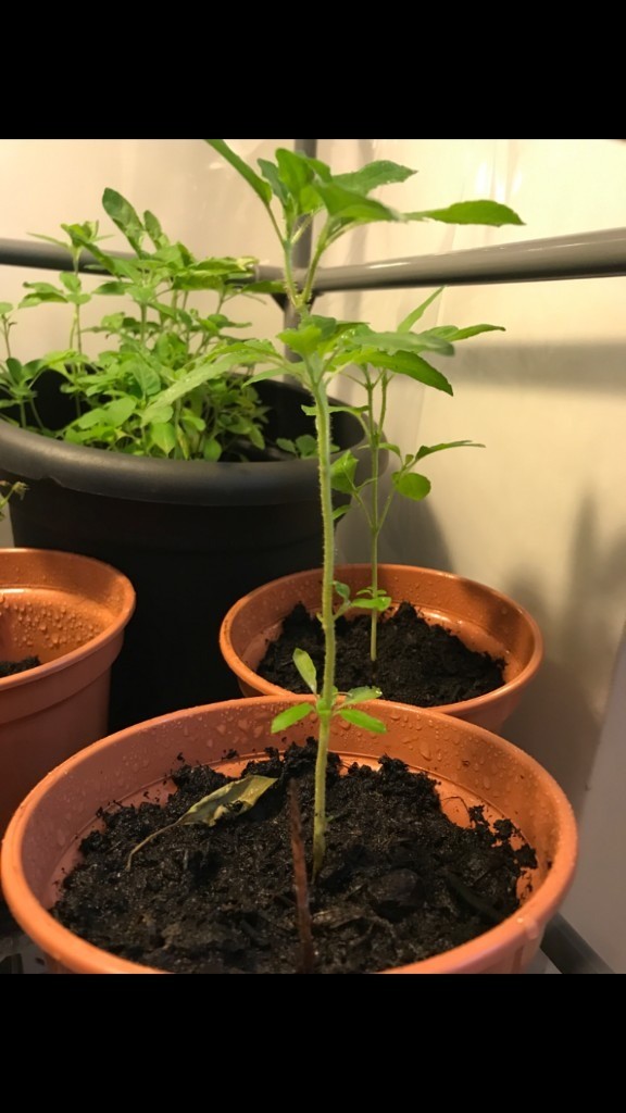 Indian Tulsi/Holy Basil PlantOcimum tenuiflorum grown in