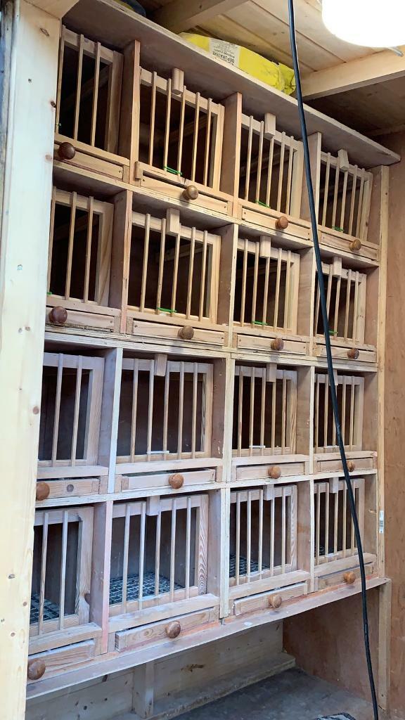 Kit boxes breeding boxes for tipplers pigeons in County Antrim