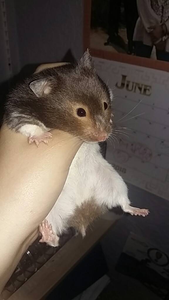 Hamster for sale in Redhill, Surrey Gumtree