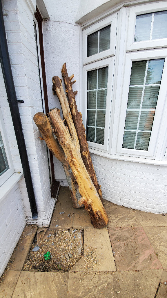 Decorative tree stumps ideal for stumpery, carving, wooden table or