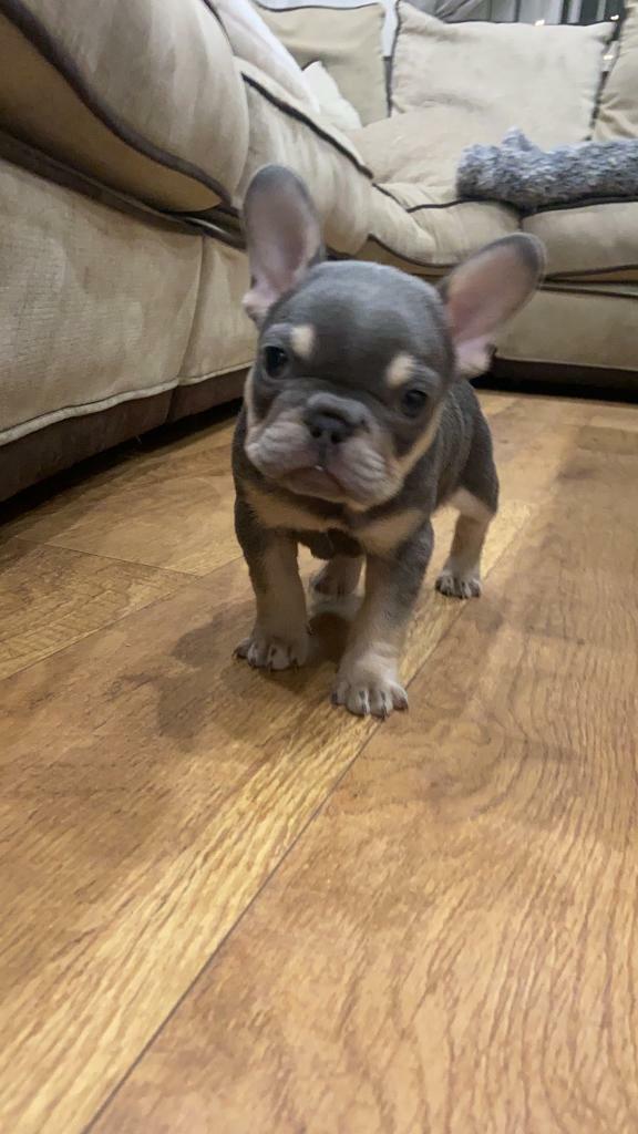 Kc Registered French Bulldog In Southampton Hampshire Gumtree