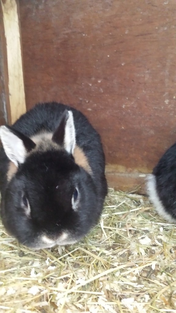 NETHERLAND DWARF RABBITS, BLACK OTTER, PAIR, PLUSS LARGE HUTCH. in