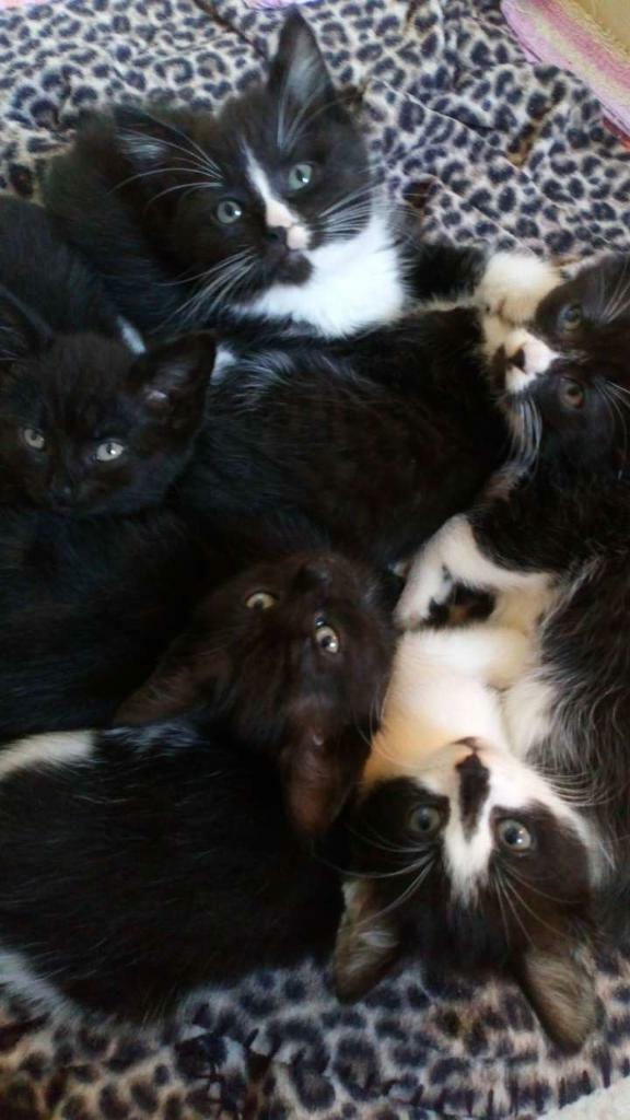 Free Tuxedo Kittens Tuxedo Cat Cats & Animals Background Wallpapers