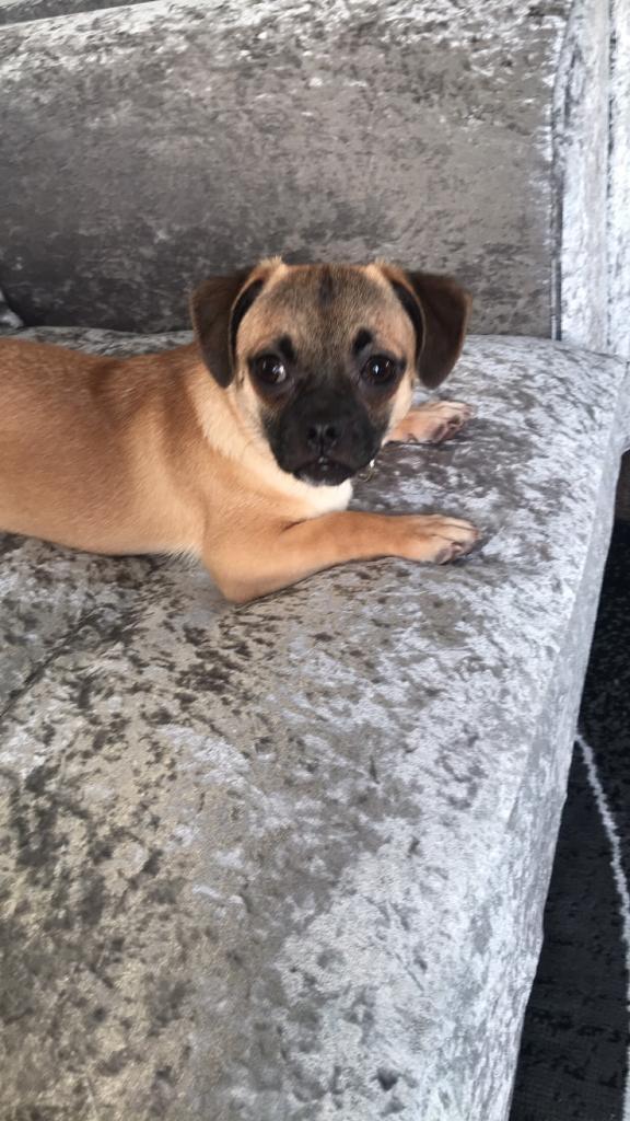 7 month old puppy looking for loving new home | in ...