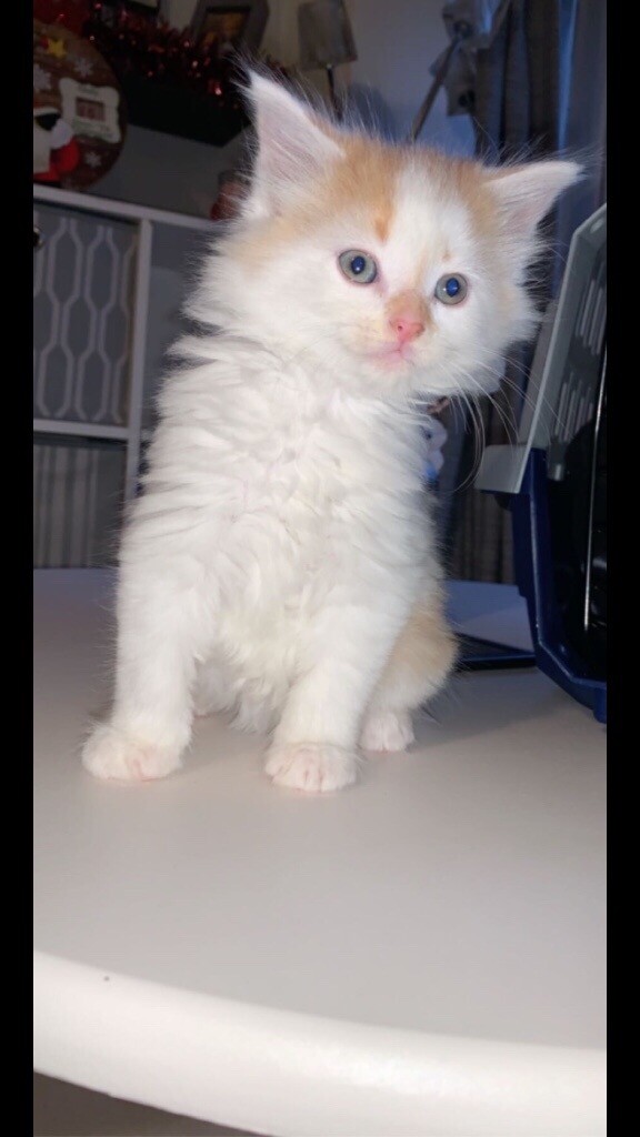 Long Haired Ginger And White Kitten In Rochester Kent Gumtree