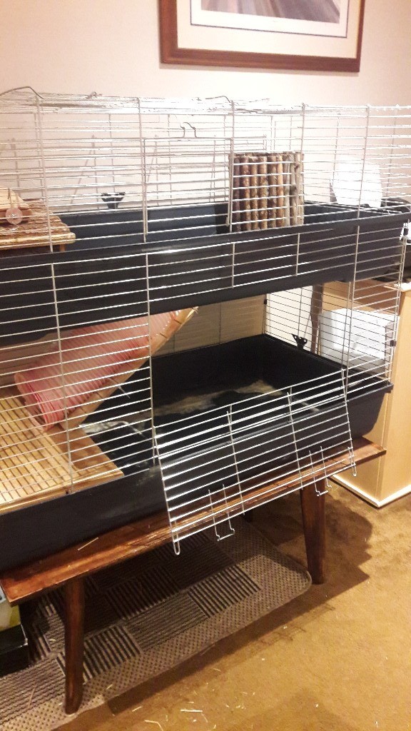 Guinea pig 2 tier indoor cage with accesories in Hemsby, Norfolk