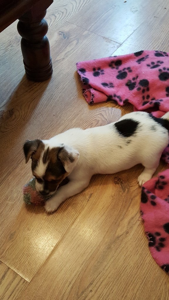 2 Jack russell cross chihuahua puppies in Somerset Gumtree