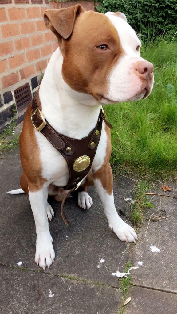 **AMERICAN BULLY 9 MONTHS OLD MALE** | in Small Heath, West Midlands