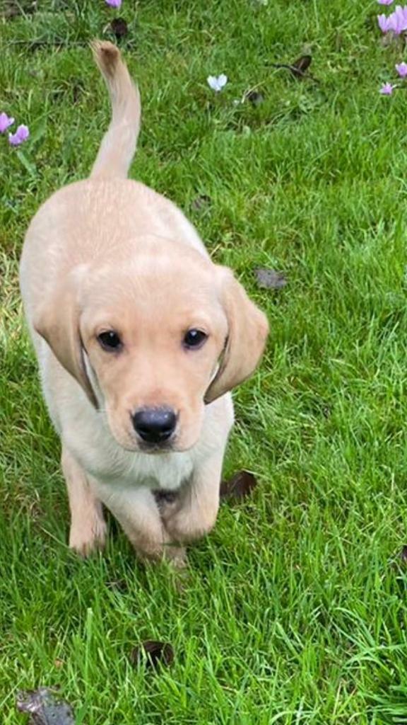 Golden Labrador puppies in Borough Green, Kent Gumtree