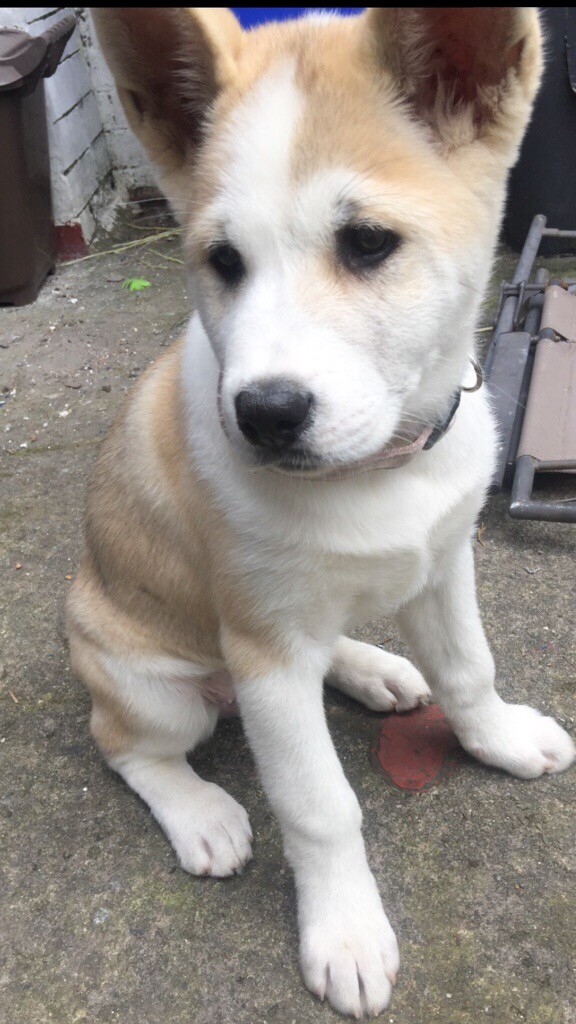 Healthy 3 Month old American Akitas in AshtonunderLyne, Manchester