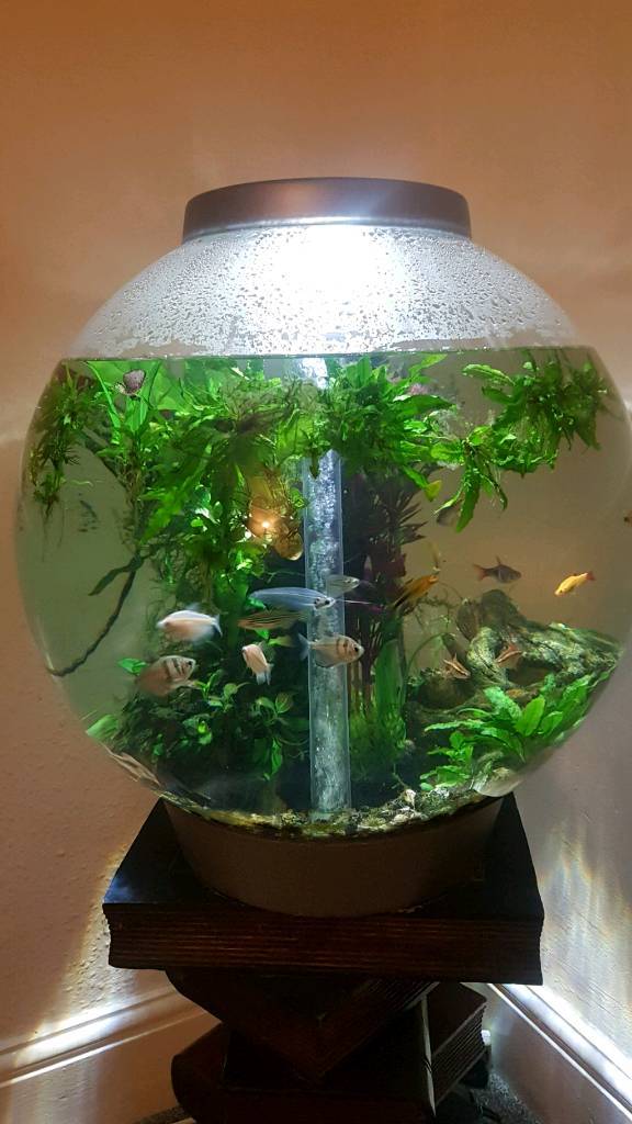 Biorb 60 Litre Fish Tank