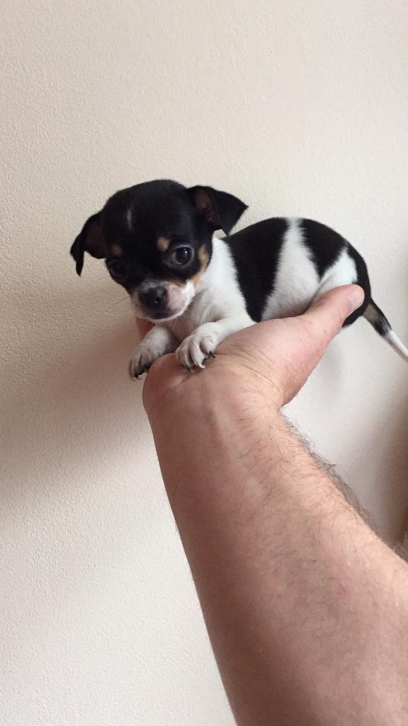 Amazing coloured Teacup chihuahua in Ipswich, Suffolk Gumtree