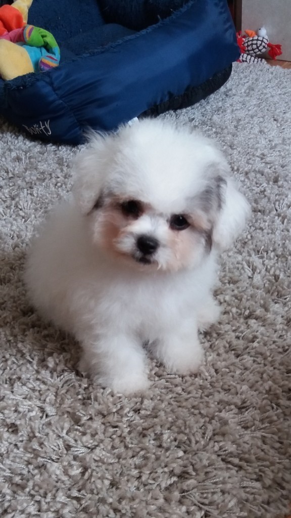 Bichon Frise x Coton de Tulear puppies in Somerset Gumtree