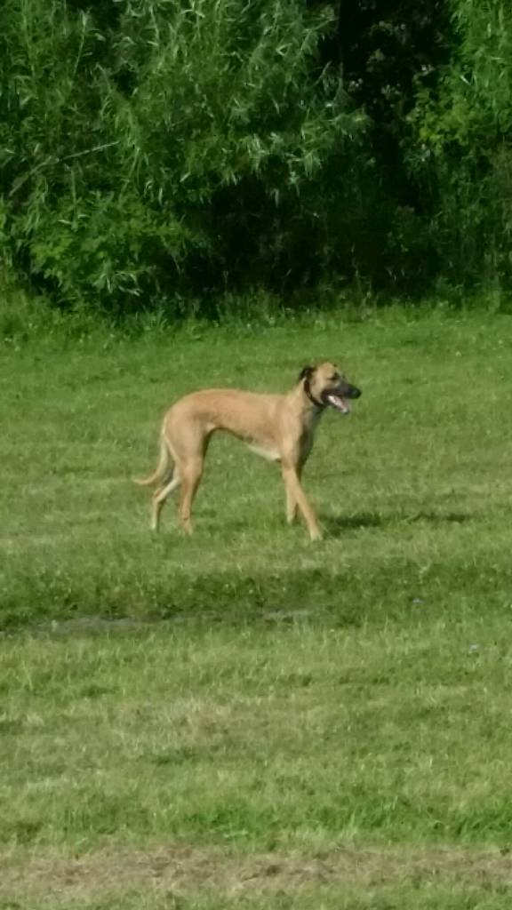 Whippet lurcher cross saluki greyhound in Spennymoor, County Durham Gumtree