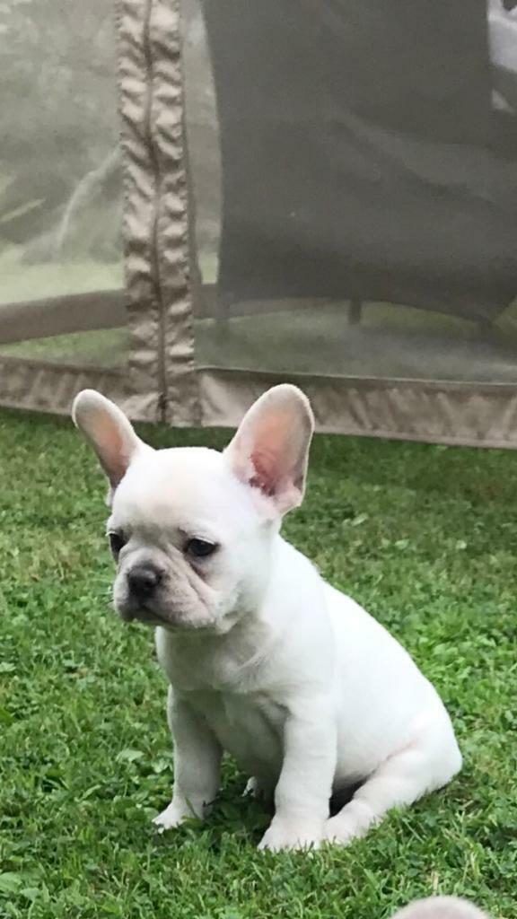 💥💥 French bulldog x blue wrapped in cream in Glynneath, Neath Port