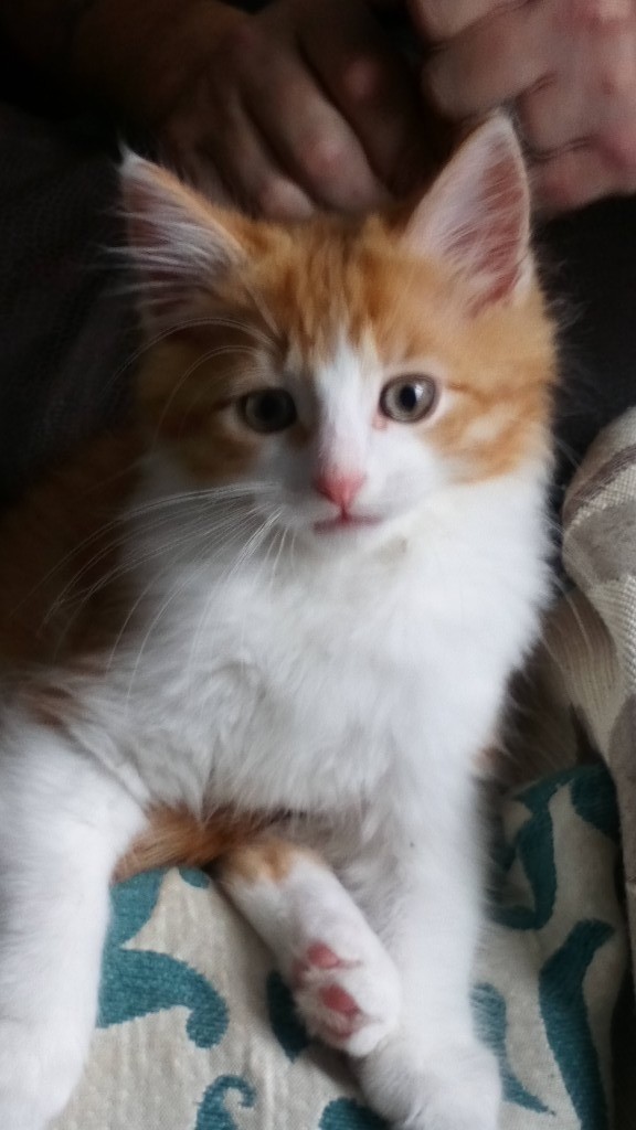 Two kittens for sale in Liskeard, Cornwall Gumtree