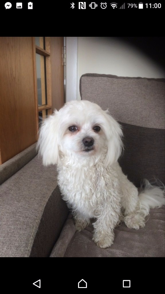 Malchi puppies in Hull, East Yorkshire Gumtree