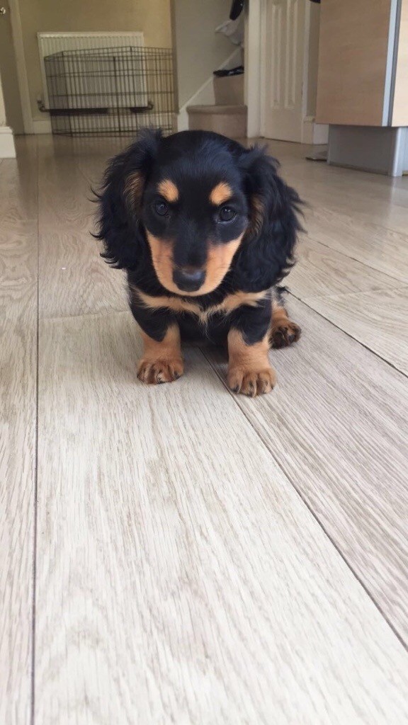 Mini Long Haired Dachshund Puppies In Ifield West Sussex