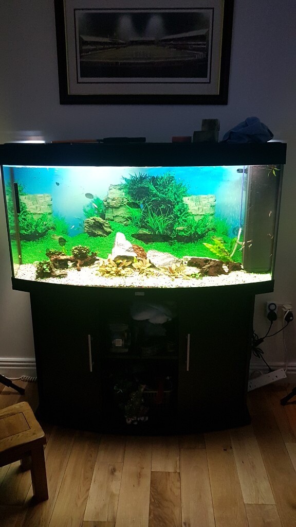 4ft oval glass fish tank in cabnit in South Shields, Tyne and Wear
