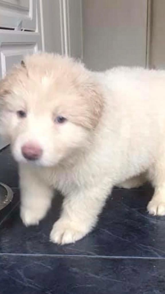 German Shepherd Puppies White Long Haired Outstanding In