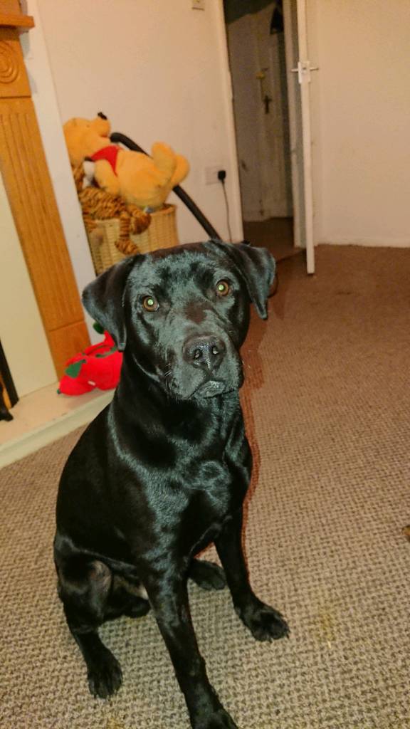 8 months old labrador/staffie Cross puppy in StokeonTrent