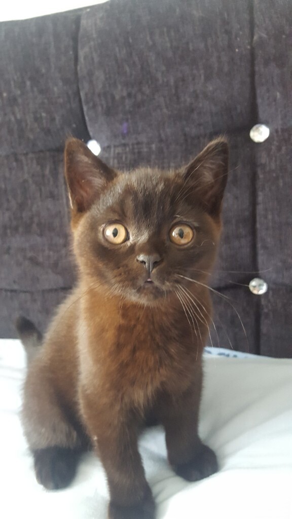 British shorthair kittens in Ipswich, Suffolk Gumtree