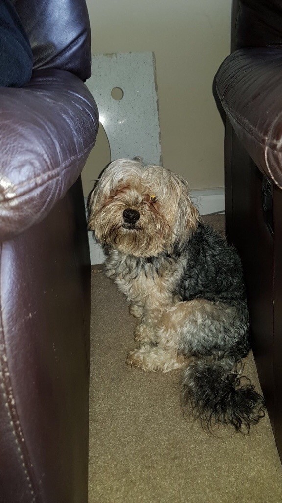 Lhasa Apso Cross Yorkie in Barnsley, South Yorkshire Gumtree