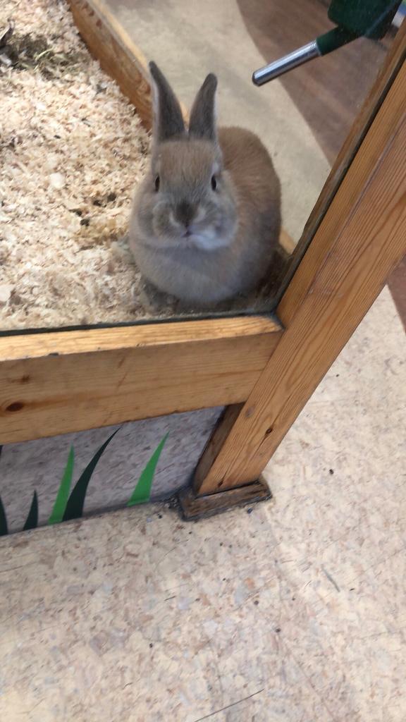 10 week old rabbit in Hyde Park, West Yorkshire Gumtree