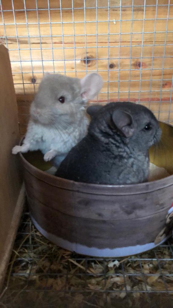 Stunning violet carrier baby chinchillas NOW RESERVED in Denton
