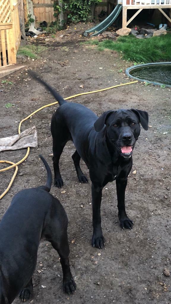 Rhodesian Ridgeback x Cane Corso in Hook, Hampshire Gumtree