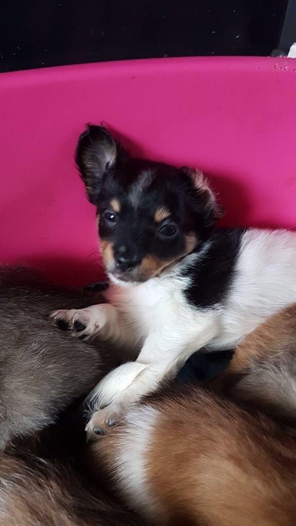 Chihuahua/Chinese crested power puff pups in Blackburn, West Lothian